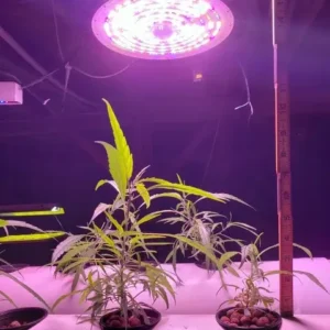Edisun LIT-240 LED UFO grow light, 240W full-spectrum fixture