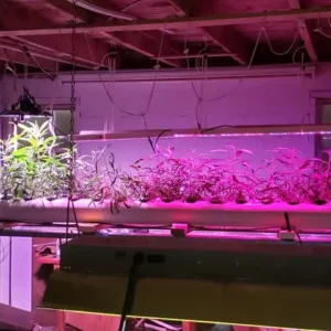 Edisun LIT Series LED UFO grow light mounted above plants