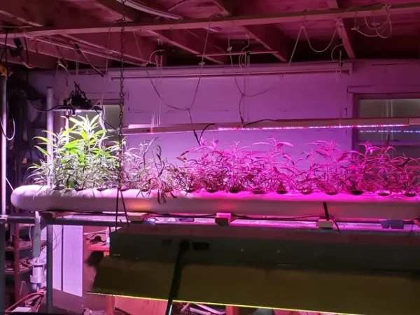 Edisun LIT Series LED UFO grow light mounted above plants